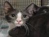 adoptable Cat in  named ROMY