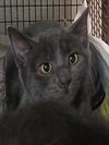 adoptable Cat in  named MICHELLE
