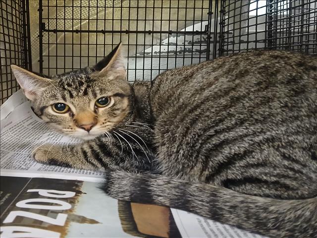 adoptable Cat in Los Angeles, CA named TABBY TIGER