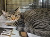 adoptable Cat in  named TABBY TIGER