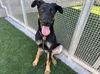 adoptable Dog in  named MANNY