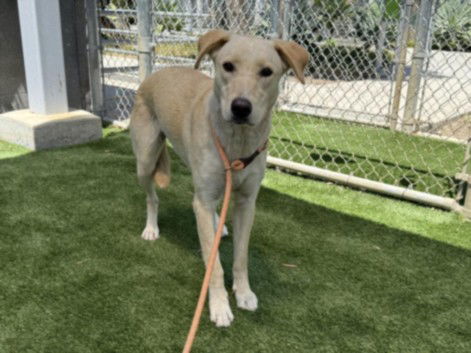 adoptable Dog in Los Angeles, CA named MAGIC