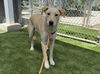 adoptable Dog in  named MAGIC