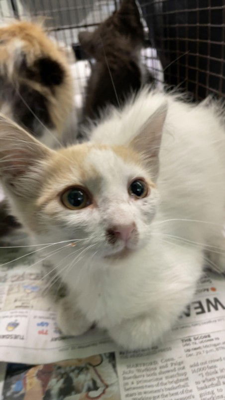 adoptable Cat in Los Angeles, CA named GINGER