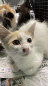 adoptable Cat in  named GINGER