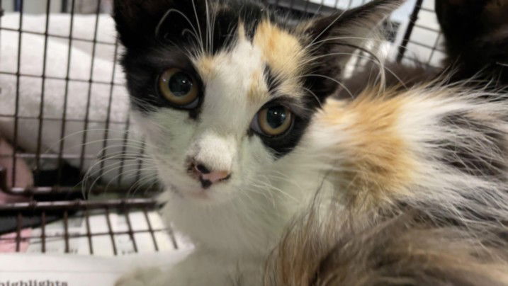 adoptable Cat in Los Angeles, CA named CALI