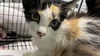 adoptable Cat in  named CALI