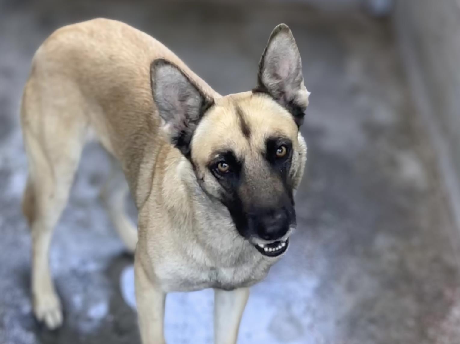 German Shepherd