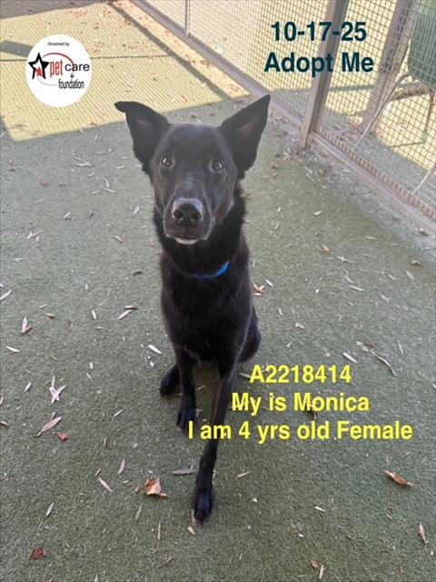MONICA - German Shepherd Dog available for adoption