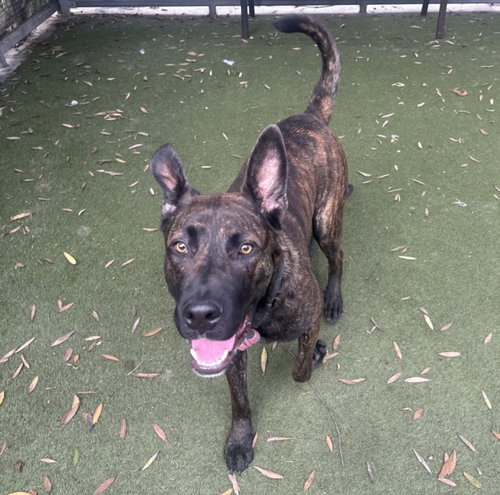FELIX - German Shepherd Dog / American Staffordshire Terrier available for adoption