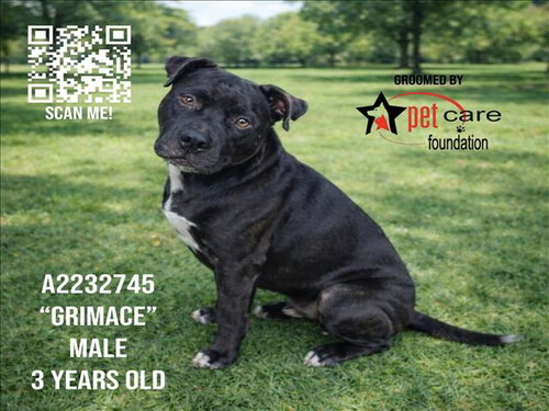 GRIMACE - Pit Bull Terrier available for adoption