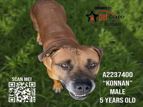 KONNAN - Pit Bull Terrier available for adoption