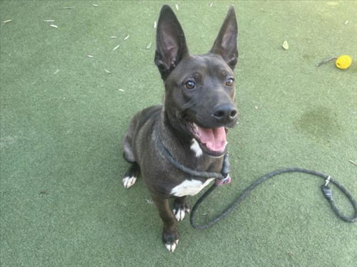 KING - German Shepherd Dog available for adoption