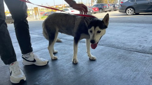 ANITA - Siberian Husky available for adoption