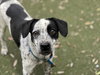 SPOT - Photo 1