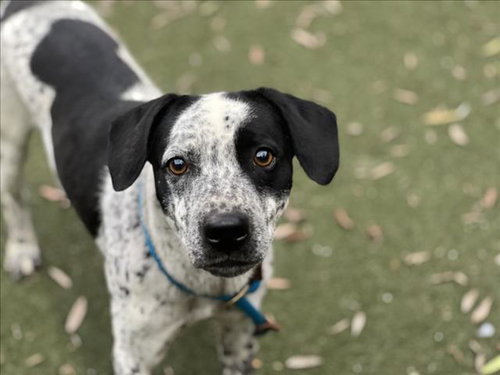 SPOT - Dalmatian available for adoption