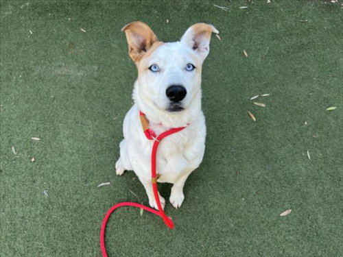 SKY - Siberian Husky / Pit Bull Terrier available for adoption