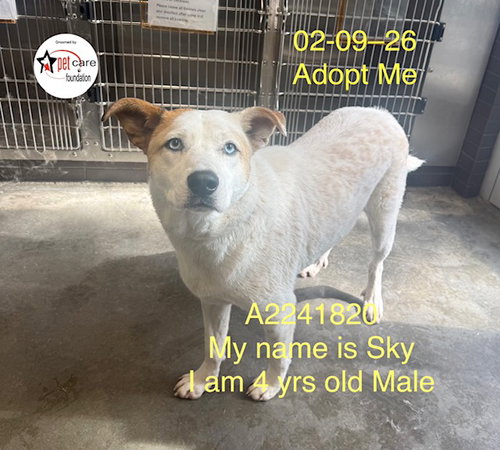 SKY - Siberian Husky / Pit Bull Terrier available for adoption