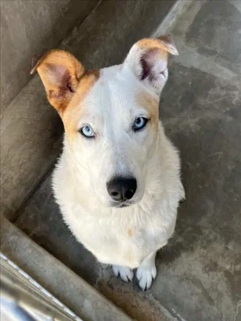 Sky - Siberian Husky