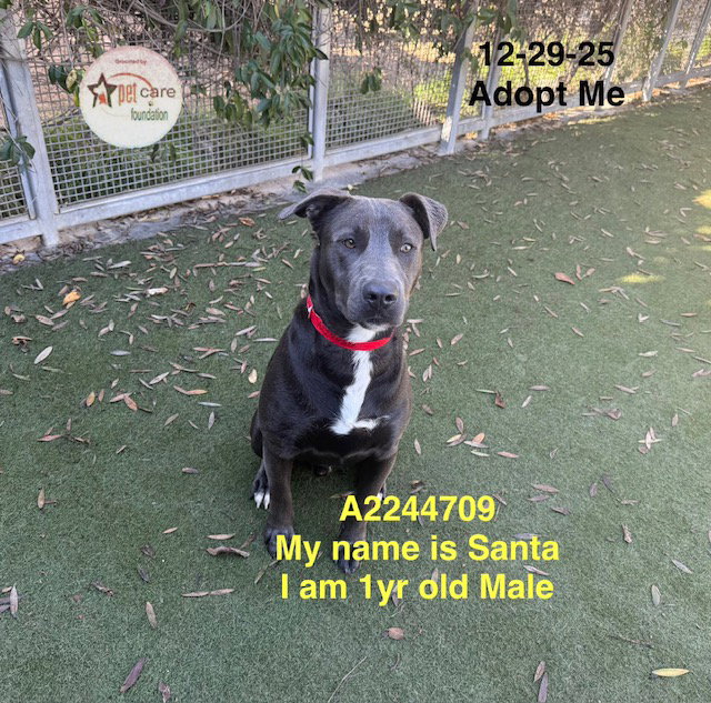 SANTA Image