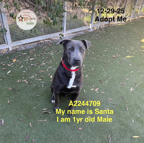 SANTA - Pit Bull Terrier available for adoption