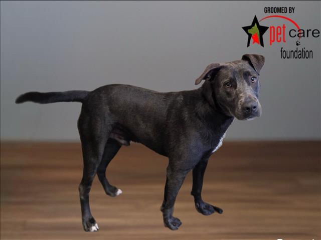 Pit Bull