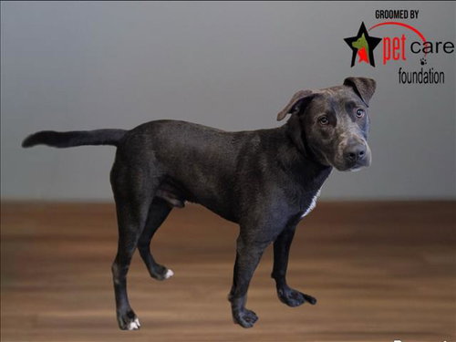 SANTOS, an adoptable Pit Bull Terrier in Los Angeles, CA