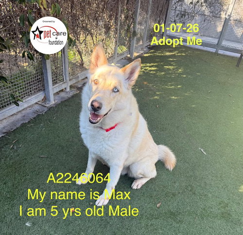 MAX - Siberian Husky available for adoption
