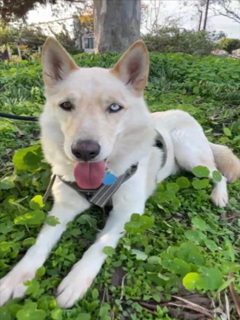 MAX, an adoptable Siberian Husky in Los Angeles, CA