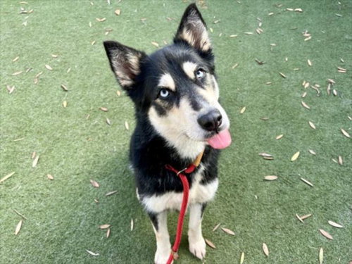 BLEU - Siberian Husky available for adoption