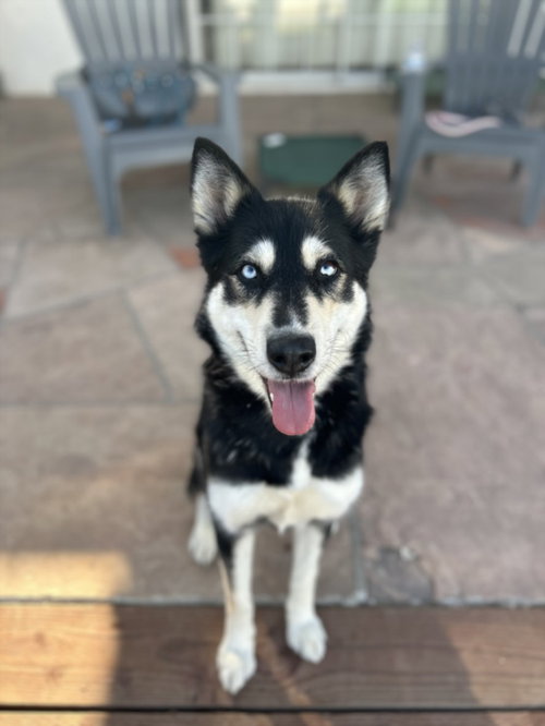 BLEU