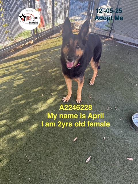 APRIL - German Shepherd Dog available for adoption