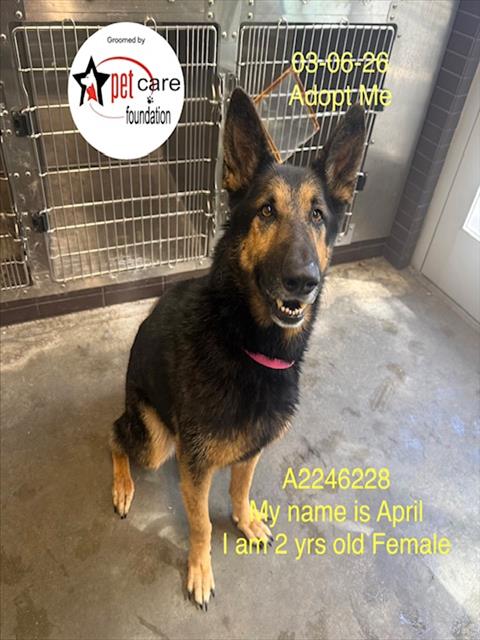 German Shepherd