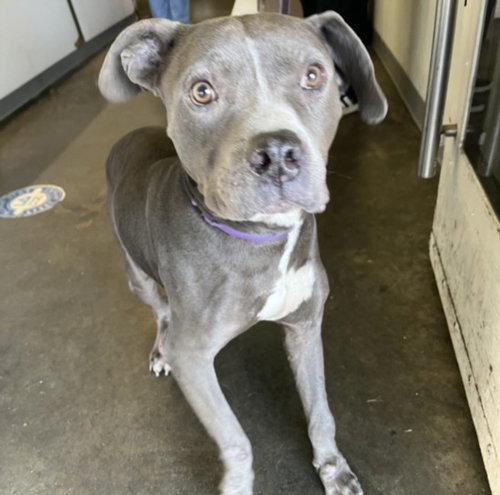 DAYTON - Pit Bull Terrier available for adoption