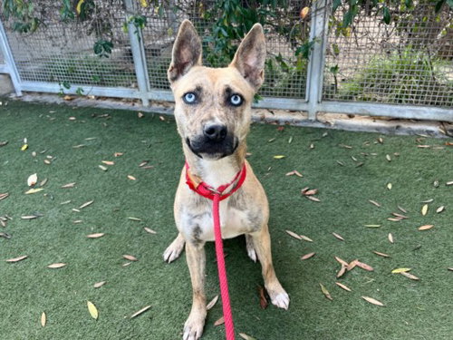 AMELIA - Pit Bull Terrier / Husky available for adoption
