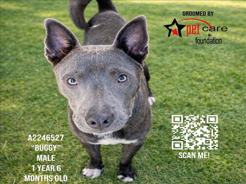 BUGGY - Pit Bull Terrier available for adoption
