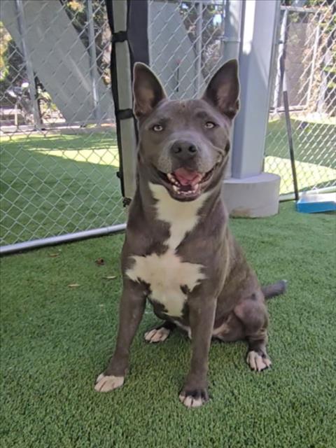 BUGGY - Pit Bull Terrier available for adoption
