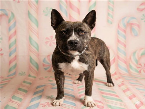 CANDY CANE, an adoptable Pit Bull Terrier in Los Angeles, CA