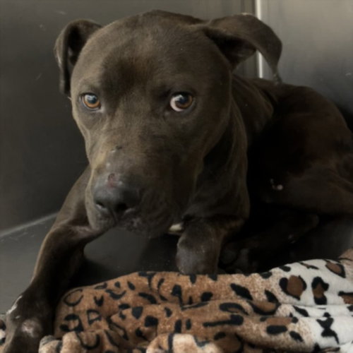 LEROY - Pit Bull Terrier available for adoption