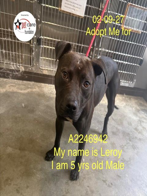 LEROY - Pit Bull Terrier available for adoption