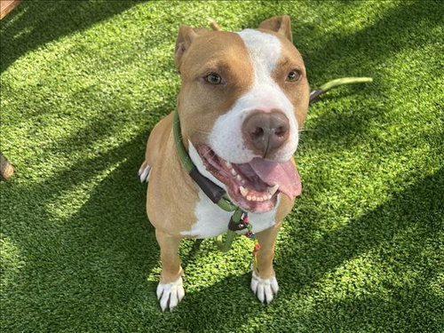 ROY, an adoptable Pit Bull Terrier in Los Angeles, CA