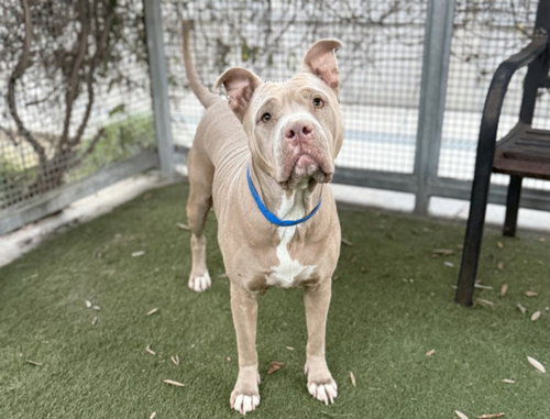 MAMA - Pit Bull Terrier available for adoption