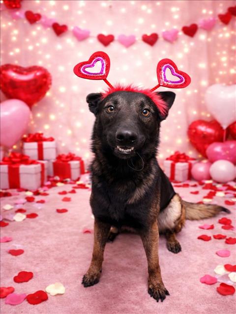 CUPID - Belgian Shepherd Malinois available for adoption