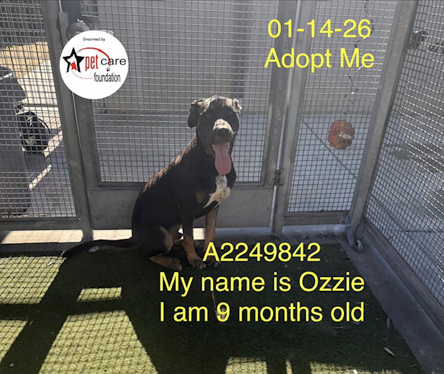 OZZIE Image
