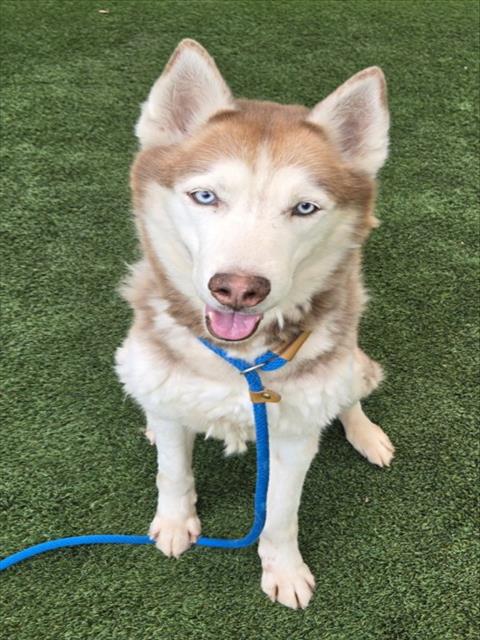 CANELO