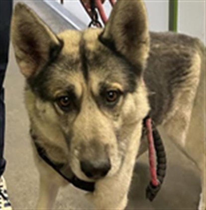 Siberian Husky