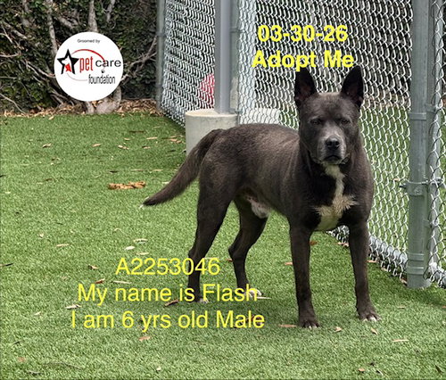 FLASH, an adoptable American Staffordshire Terrier in Los Angeles, CA