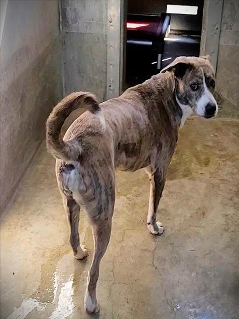 LESLIE, an adoptable Pit Bull Terrier in Los Angeles, CA