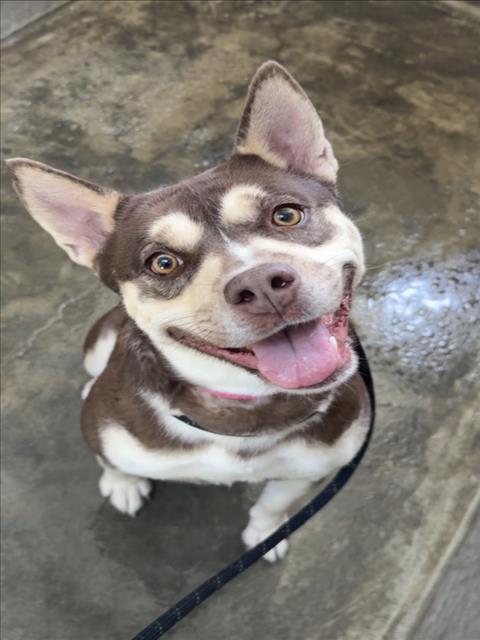 BETSI, an adoptable Husky in Los Angeles, CA