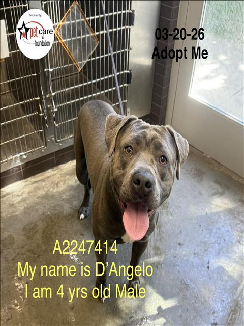 D'ANGELO, an adoptable Pit Bull Terrier in Los Angeles, CA